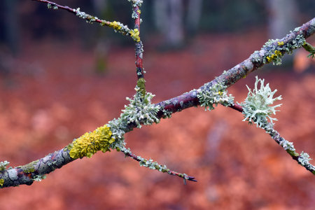 The fruticulous lichen Evernia prunastri on a branch in a beech forestの写真素材