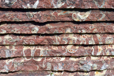 Limestone with rudistas stained by iron oxide. Cretaceous, Aptian 115 Mya. It is also known by the...