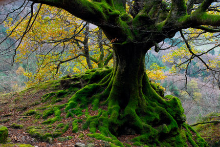 Mossy roots in a beech tree. Gorbeia Natural Park. Basque Country. spainの写真素材