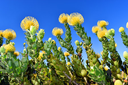 Leucospermum High Gold is a hybrid of L. cordifolium and L. patersonii.の写真素材