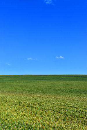Green wheat field and blue sky with writing space.の写真素材