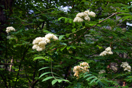 Rowan flowers (Sorbus aucuparia) in spring.の写真素材
