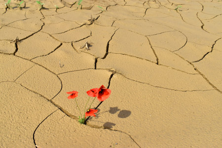 Flowers growing in the cracked soil of a lake dried up by drought.の写真素材