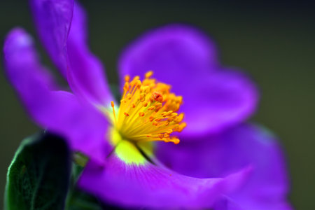 Detail of the flower of grey-leaved cistus (Cistus albidus) on a dark backgroundの写真素材