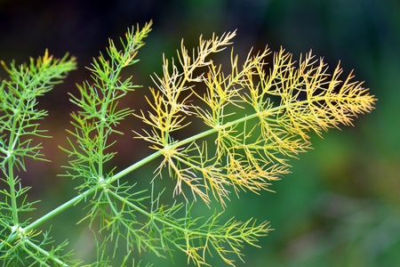Detail of the fennel leaves (Foeniculum vulgare). It is a medicinal plant and a condiment.の写真素材