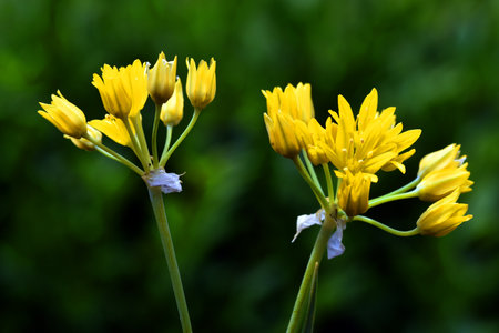 Flowers of a wild garlic (Allium moly). It is a medicinal plant and its bulb is edible.の写真素材