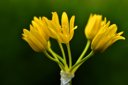 Flowers of a wild garlic (Allium moly). It is a medicinal plant and its bulb is edible.の写真素材