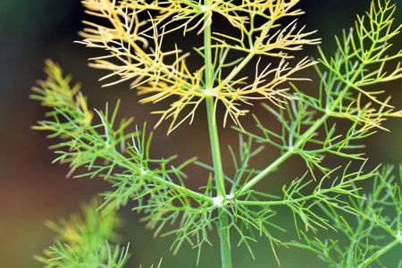 Detail of the fennel leaves (Foeniculum vulgare). It is a medicinal plant and a condiment.の写真素材