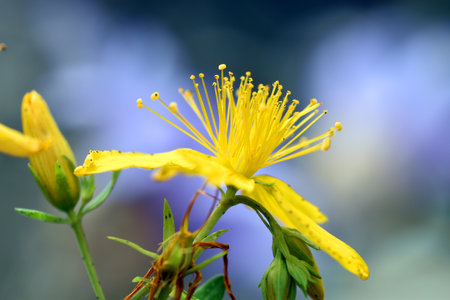Detail of a flower of St. John's wort (Hypericum perforatum) on a purple background.の写真素材