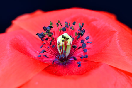 Detail of a poppy flower (Papaver rhoeas) where you can see its red petals, its stamens and the fruit.の写真素材
