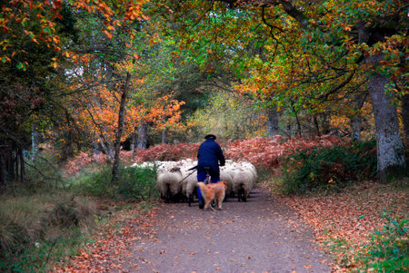 A shepherd and his dog lead a flock of sheep through an autumn forest in the Gorbeia or Gorbea Natural Park. Basque Country. Spainの写真素材