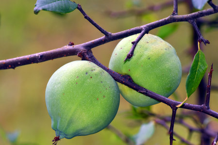 Fruits of Chaenomeles thibetica, a species native to Tibet and China.の写真素材