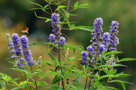 Vitex agnus-castus flowers among which a hummingbird hawk-moth (Macroglossum stellatarum) flies.