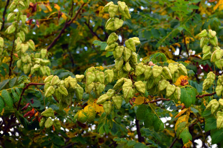 Detail of the fruits of golden rain tree (Koelreuteria paniculata).