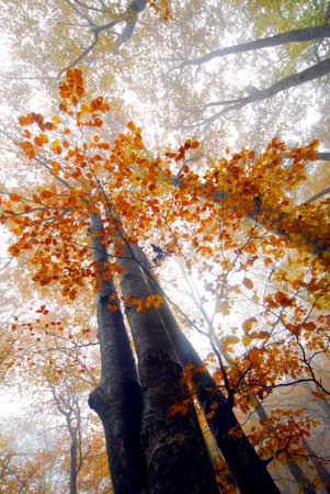 A beech forest with autumn colors and covered in mist or haze or fog.