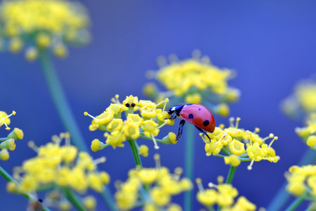 A lady beetle (Coccinella septempunctata) feeds on the flowers of wild fennel (Foeniculum vulgare).