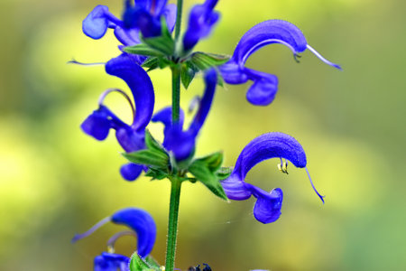 Detail of the flowers of meadow clary ( Salvia pratensis) against a yellow and green background.の写真素材