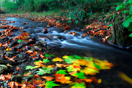 Tree leaves with the colors of autumn washed away by the water of a river.