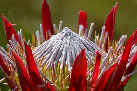 Macro photography of the flower of the king protea (Protea cynaroides) with a green backgroundの写真素材
