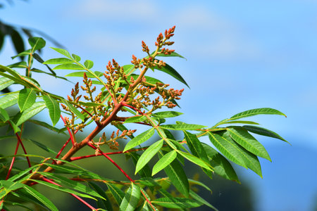 Leaves and flowers of Rhus copallinum with a blue sky.
