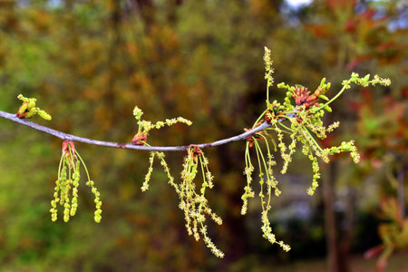 Male flowers of the Pedunculated Oak (Quercus robur) on a branch.の写真素材