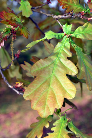 Detail of a leaf of the Pedunculated Oak (Quercus robur) on a branch.の写真素材