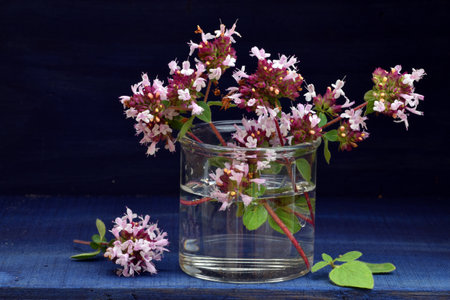 Branches of with leaves and flowers of oregano (Origanum vulgare) in a glass vase and blue backgroundの写真素材