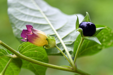 Flower and ripe fruit of belladonna (Atropa belladonna).の写真素材