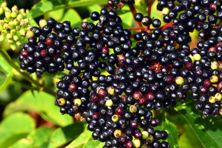 Detail of the ripe (black) fruits of the danewort (Sambucus ebulus).