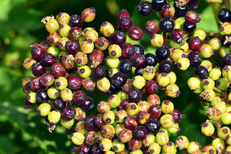Ripe (black) and immature fruits of the danewort (Sambucus ebulus).