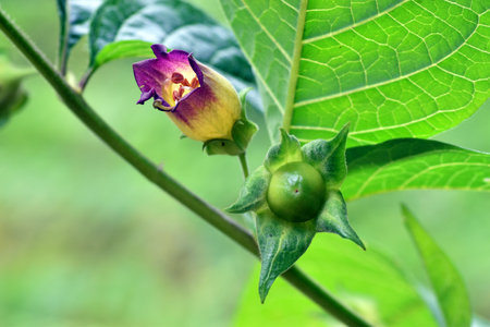 Detail of the flower and a green (immature) fruit of the belladonna (Atropa belladonna).