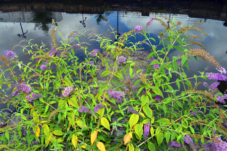 Urban and ruderal plants: summer lilac (Buddleja davidii) on the docks of the Bilbao estuary.