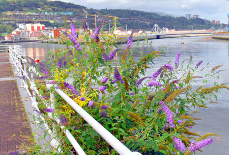 Urban and ruderal plants: summer lilac (Buddleja davidii) on the docks of the Bilbao estuary.