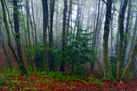 Holly (Ilex aquifolium) in a beech forest (Fagus sylvatica) with fogの写真素材