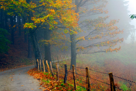 Pathway with autumn colored trees and some fog.