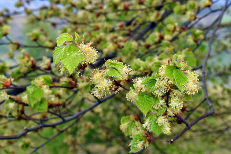 Leaves and flowers of a beech (Fagus sylvatica) in spring.の写真素材
