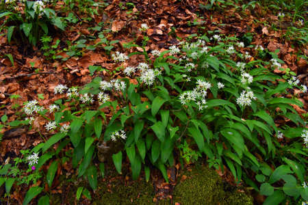 Flowering wild garlic (Allium ursinum) in a beech forest. It is a medicinal plantの写真素材