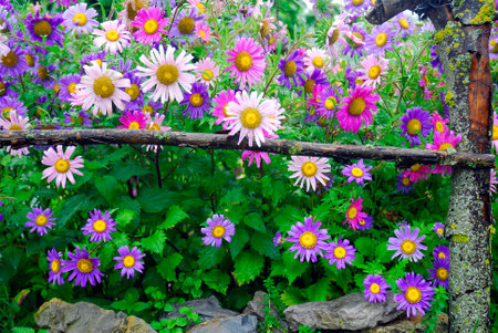 Daisies of various colors grown in a rural garden.の写真素材