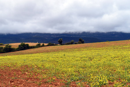 Fallow field covered with white mustard (Sinapis alba) with cloudy sky.の写真素材