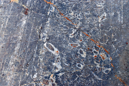 Fossils of rudist mollusks in the limestone of the Red Marble quarry of Ere