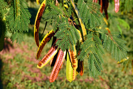Leaves and fruits (pods) of the jumbay tree (Leucaena leucocephala).