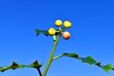 Unripe fruits of holly (Ilex aquifolium) with a blue sky background.の写真素材