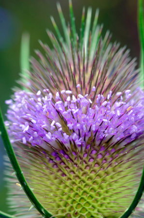 Macro photography of Wild teasel flowers (Dipsacus fullonum) on a green background.