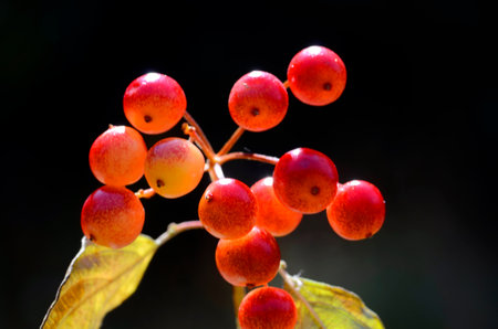 Leaves and red fruits of the guelder-rose tree (Viburnum opulus) with a black background.