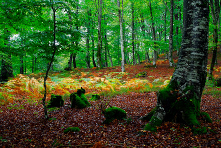 A beech forest (Fagus sylvatica) and ferns in autumn colors.の写真素材