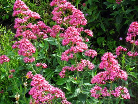 The invasive plant red valerian (Centranthus ruber) is native to the Mediterranean regionの写真素材