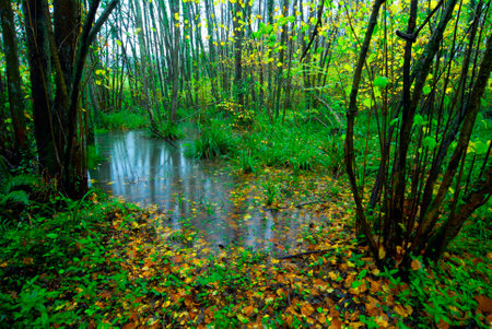 Alder (Alnus glutinosa) forest flooded with hazel and field maple.