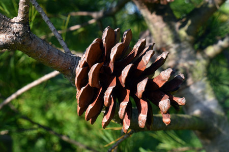 Leaves and cones of Macedonian pine (Pinus peuce)