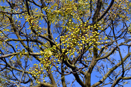 Leaves and fruits of the chinaberry tree (Melia azedarach) with a blue skyの写真素材