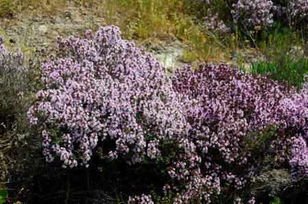Detail of some thyme bushes (Thymus vulgaris) in flower